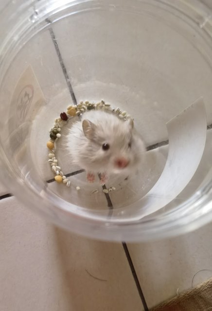 Snowy - Syrian / Golden Hamster Hamster