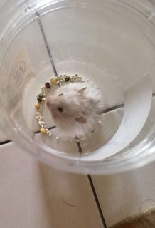 Snowy - Syrian / Golden Hamster Hamster