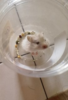 Snowy - Syrian / Golden Hamster Hamster