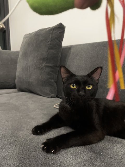 Black  - Domestic Short Hair Cat