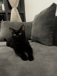 Black  - Domestic Short Hair Cat