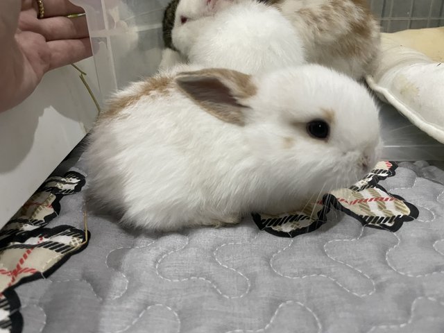 Holland Lop  - Holland Lop Rabbit