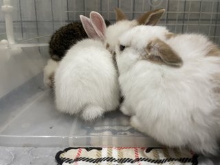 Holland Lop  - Holland Lop Rabbit