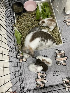 Holland Lop  - Holland Lop Rabbit