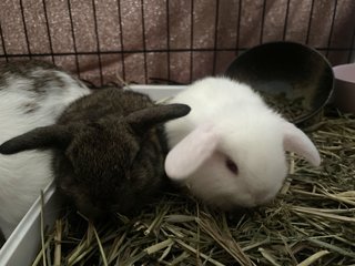 Holland Lop  - Holland Lop Rabbit