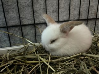 Holland Lop  - Holland Lop Rabbit