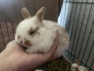 Holland Lop  - Holland Lop Rabbit