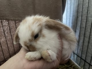 Holland Lop  - Holland Lop Rabbit