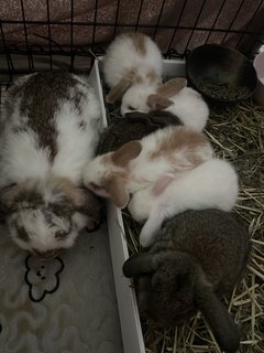 Holland Lop  - Holland Lop Rabbit