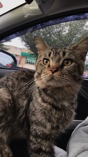 Leo - British Shorthair + Maine Coon Cat