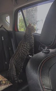 Leo - British Shorthair + Maine Coon Cat