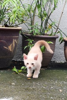  Bibi - Domestic Short Hair Cat