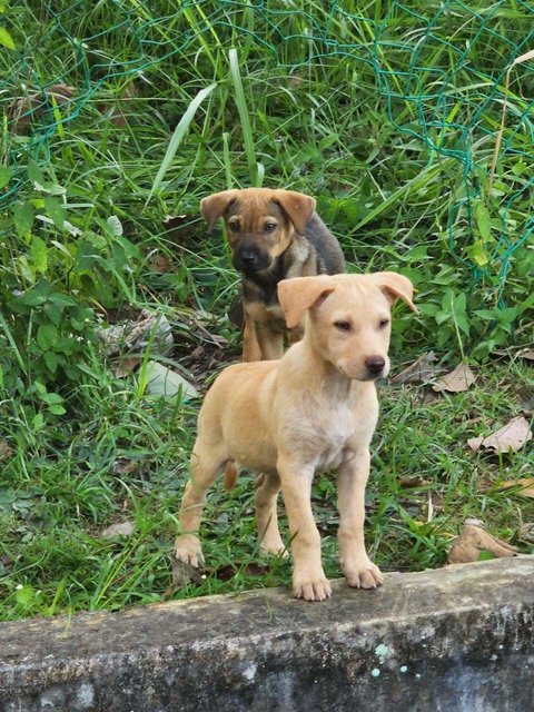 Bingo And Rolley ( Brown/white) - Mixed Breed Dog