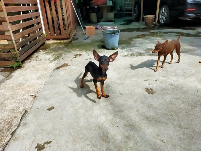 Mini Pinscher Puppies - Miniature Pinscher Dog