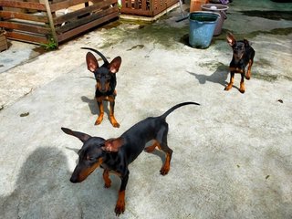 Mini Pinscher Puppies - Miniature Pinscher Dog