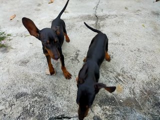 Mini Pinscher Puppies - Miniature Pinscher Dog