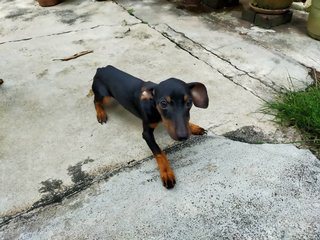 Mini Pinscher Puppies - Miniature Pinscher Dog