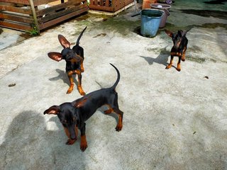 Mini Pinscher Puppies - Miniature Pinscher Dog