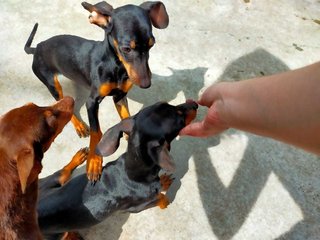 Mini Pinscher Puppies - Miniature Pinscher Dog