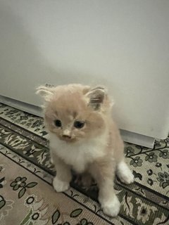 Mother And Kitten - Domestic Long Hair Cat