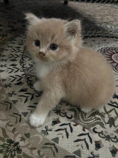 Mother And Kitten - Domestic Long Hair Cat