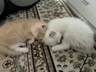 Mother And Kitten - Domestic Long Hair Cat