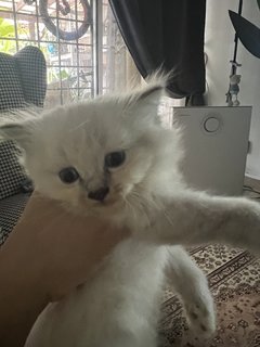 Mother And Kitten - Domestic Long Hair Cat