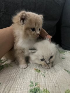 Mother And Kitten - Domestic Long Hair Cat