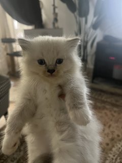 Mother And Kitten - Domestic Long Hair Cat