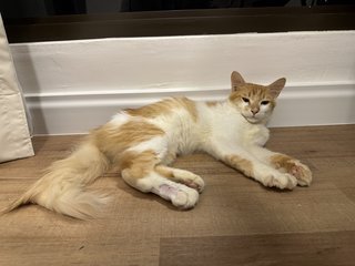 Foxy - Domestic Medium Hair Cat