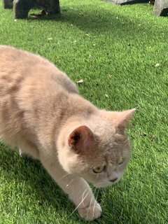 Luna My Cute - British Shorthair Cat