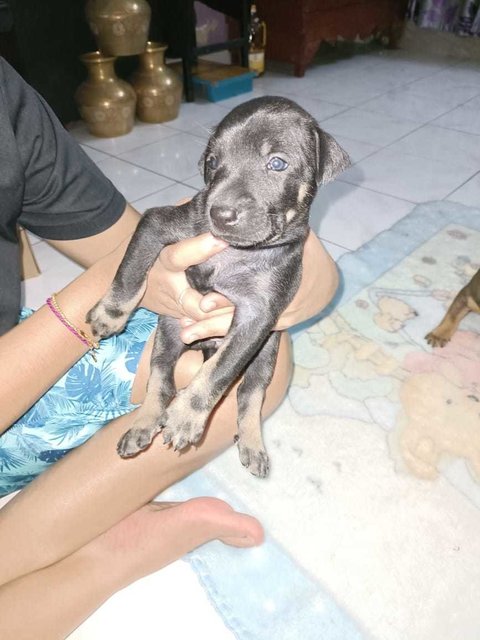 Baby 1  - Mixed Breed Dog