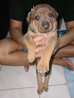 Baby 1  - Mixed Breed Dog