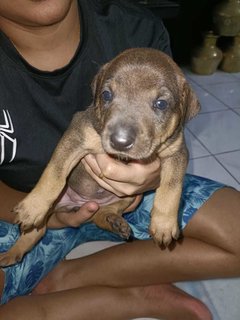 Baby 1  - Mixed Breed Dog