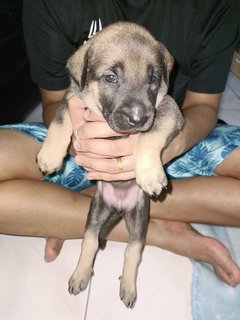 Baby 1  - Mixed Breed Dog