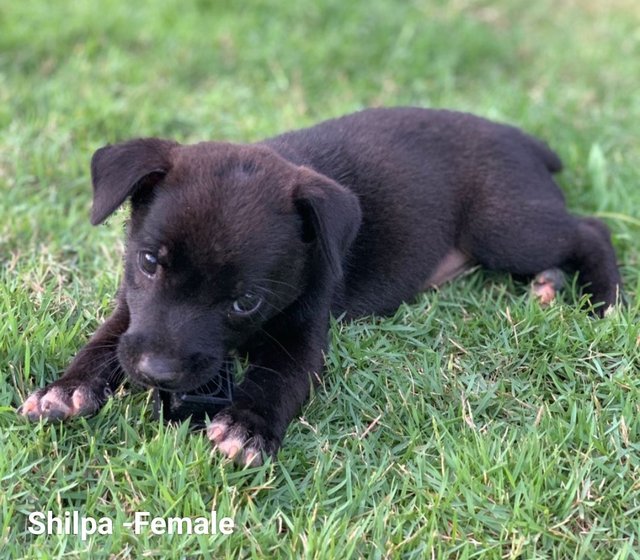 Shilpa  - Mixed Breed Dog