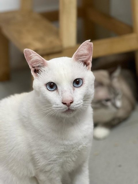 Cloud - Domestic Short Hair Cat
