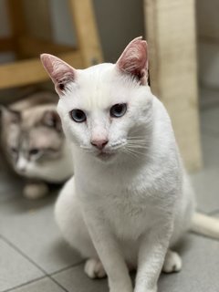 Cloud - Domestic Short Hair Cat