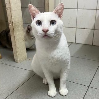Cloud - Domestic Short Hair Cat