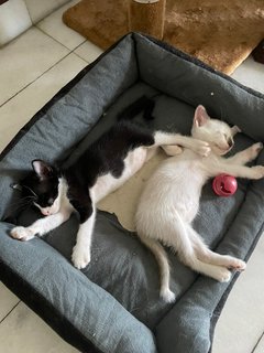 Donut And Koci - Domestic Medium Hair Cat