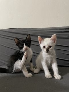 Donut And Koci - Domestic Medium Hair Cat