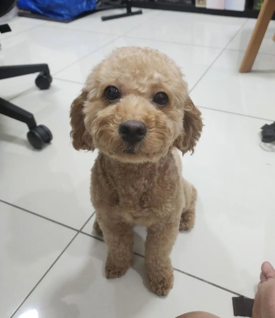 Tenten - Poodle Dog