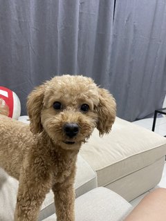 Tenten - Poodle Dog