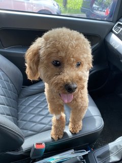 Tenten - Poodle Dog