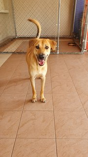 Tommy - Mixed Breed Dog