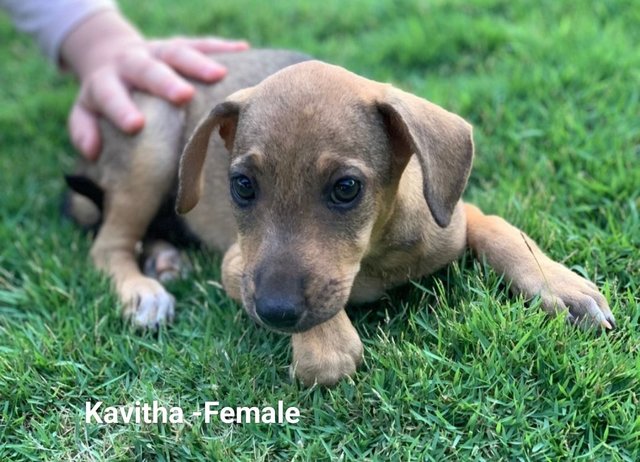 Kavitha  - Mixed Breed Dog