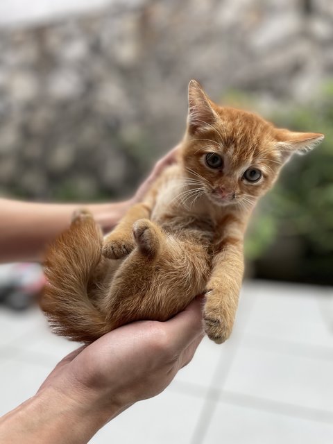 Ginger, Brownie - Domestic Short Hair Cat