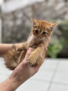 Ginger, Brownie - Domestic Short Hair Cat