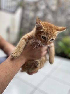 Ginger, Brownie - Domestic Short Hair Cat