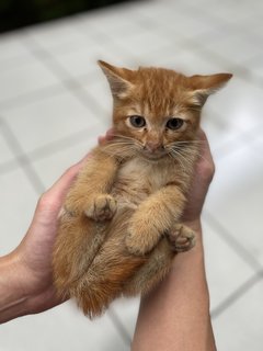 Ginger, Brownie - Domestic Short Hair Cat